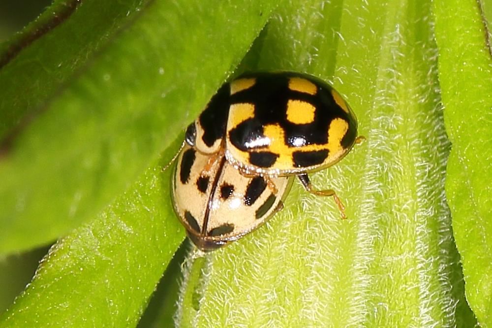 Propylea quatuordecimpunctata - Vierzehnpunkt-Marienkäfer, 2 Käfer