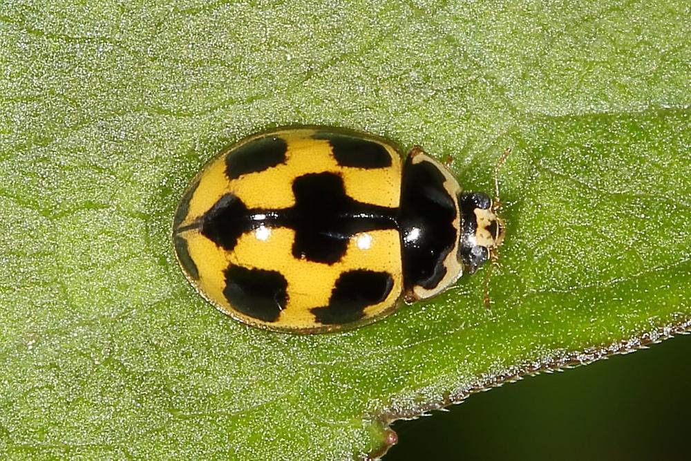 Propylea quatuordecimpunctata - Vierzehnpunkt-Marienkäfer