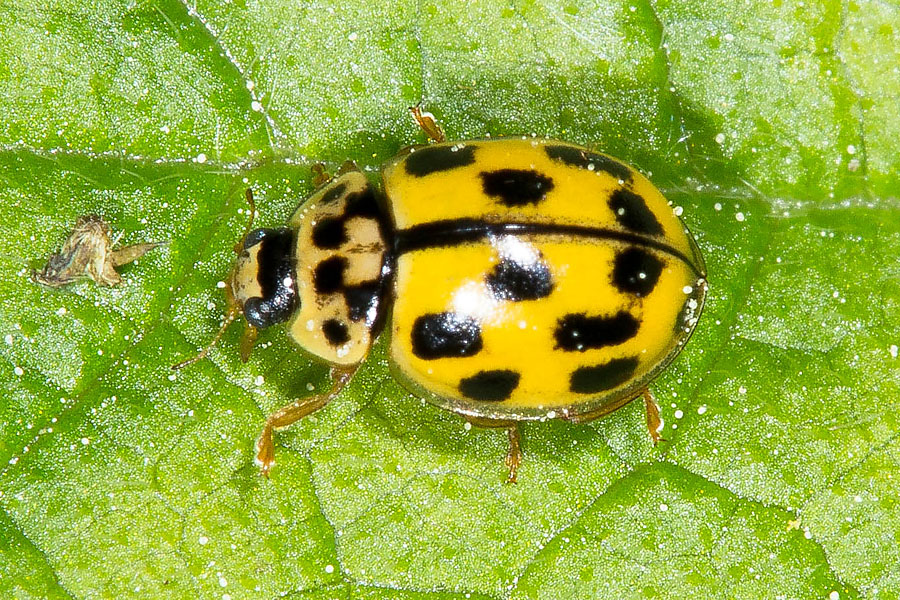 Propylea quatuordecimpunctata - Schwarzgefleckter Marienkäfer, Käfer auf Blatt