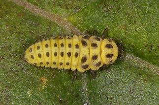 Psyllobora vigintiduopunctata - Zweiundzwanzigpunkt-Marienkäfer, Käfer Larve