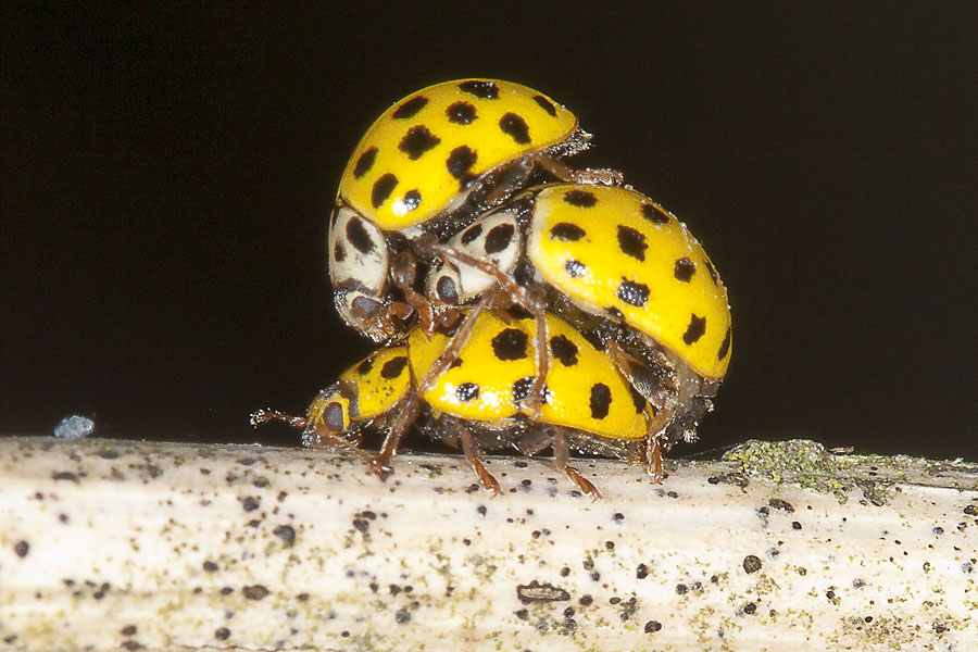 Psyllobora vigintiduopunctata - Zweiundzwanzigpunkt-Marienkäfer, Käfer Paar+