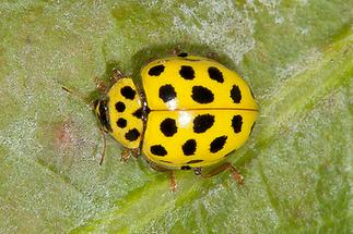 Psyllobora vigintiduopunctata - Zweiundzwanzigpunkt-Marienkäfer, Käfer auf Blatt (1)