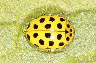 Psyllobora vigintiduopunctata - Zweiundzwanzigpunkt-Marienkäfer, Käfer auf Blatt (2)