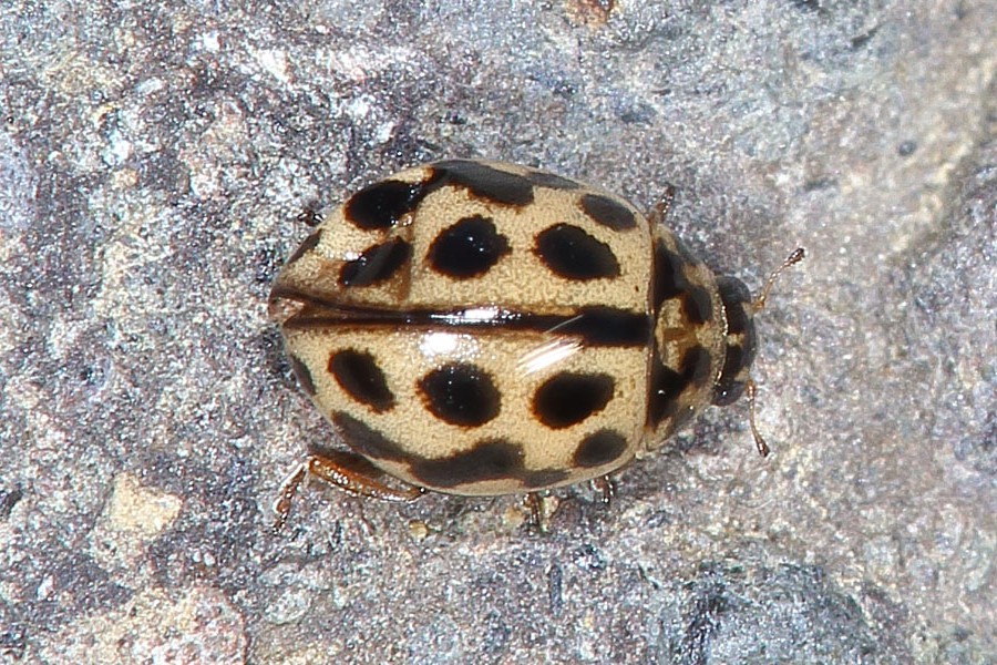 Tytthaspis sedecimpunctata - Siebzehnpunkt-Marienkäfer, Käfer Fahrweg