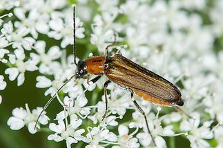 Anogcodes rufiventris - Rotbauch-Scheinbock, Käfer auf Blüten