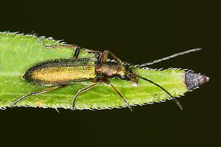 Chrysanthia nigricornis - kein dt. Name bekannt, Käfer auf Blatt