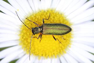 Chrysanthia nigricornis - kein dt. Name bekannt, Käfer auf Gänseblümchen