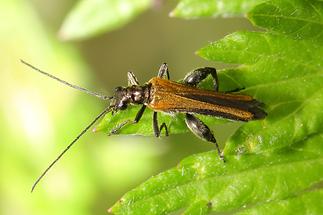 Oedemera femorata - Gemeiner Schenkelkäfer, Männchen