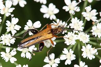 Oedemera podograriae - Echter Schenkelkäfer, Käfer Männchen auf Blüten