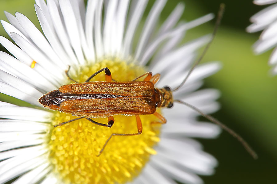 Oedemera podagrariae - Echter Schenkelkäfer, Käfer Weibchen auf Gänseblümchen