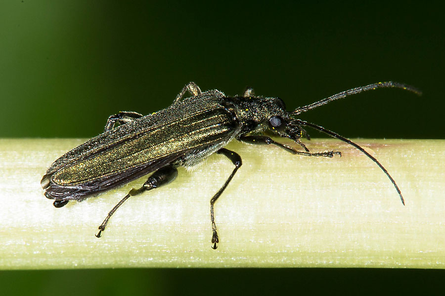 Oedemera virescens - Graugrüner Schenkelkäfer, Käfer Männchen auf Blattstiel