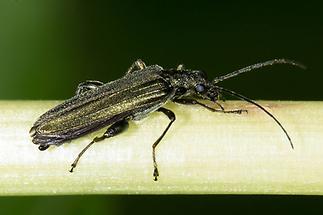 Oedemera virescens - Graugrüner Schenkelkäfer, Käfer Männchen auf Blattstiel