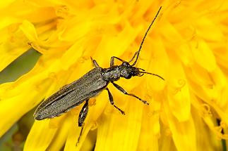 Oedemera virescens - Graugrüner Schenkelkäfer, Käfer auf Löwenzahn (1)