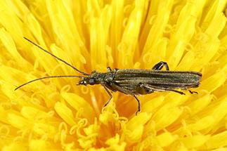 Oedemera virescens - Graugrüner Schenkelkäfer, Käfer auf Löwenzahn (2)