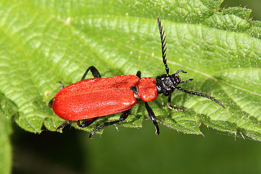 Pyrochroa coccinea - Scharlachroter Feuerkäfer, Käfer auf Blatt