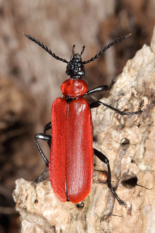 Pyrochroa coccinea - Scharlachroter Feuerkäfer, Käfer auf Rinde