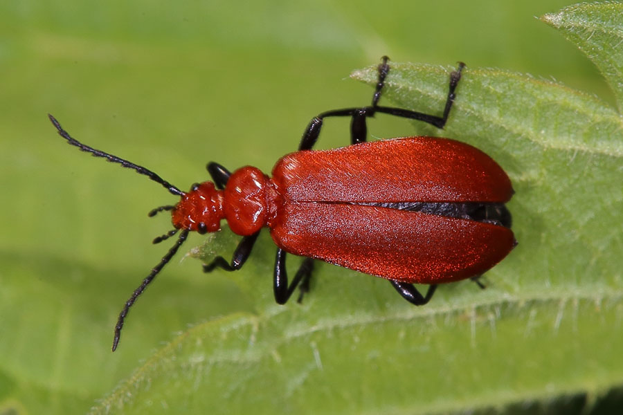 Pyrochroa serraticornis - Rotköpfiger Feuerkäfer, Käfer auf Blatt