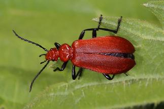 Pyrochroa serraticornis - Rotköpfiger Feuerkäfer, Käfer auf Blatt (1)