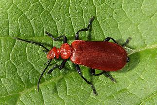 Pyrochroa serraticornis - Rotköpfiger Feuerkäfer, Käfer auf Blatt (2)