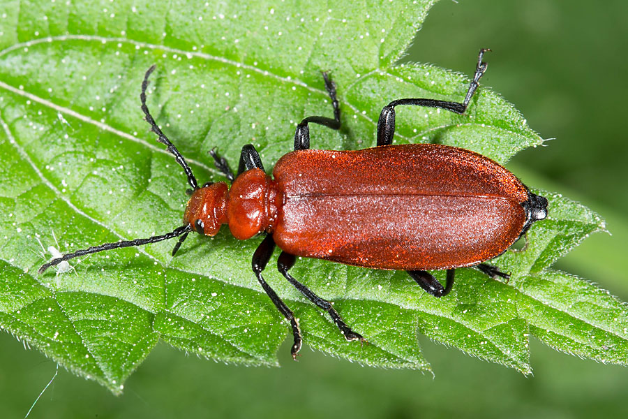 Pyrochroa serraticornis - Rotköpfiger Feuerkäfer, Käfer auf Blatt