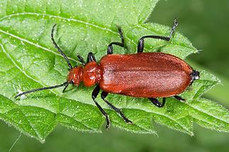 Pyrochroa serraticornis - Rotköpfiger Feuerkäfer, Käfer auf Blatt (3)