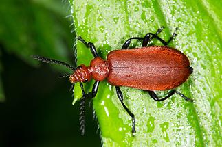 Pyrochroa serraticornis - Rotköpfiger Feuerkäfer, Käfer auf Blatt (4)