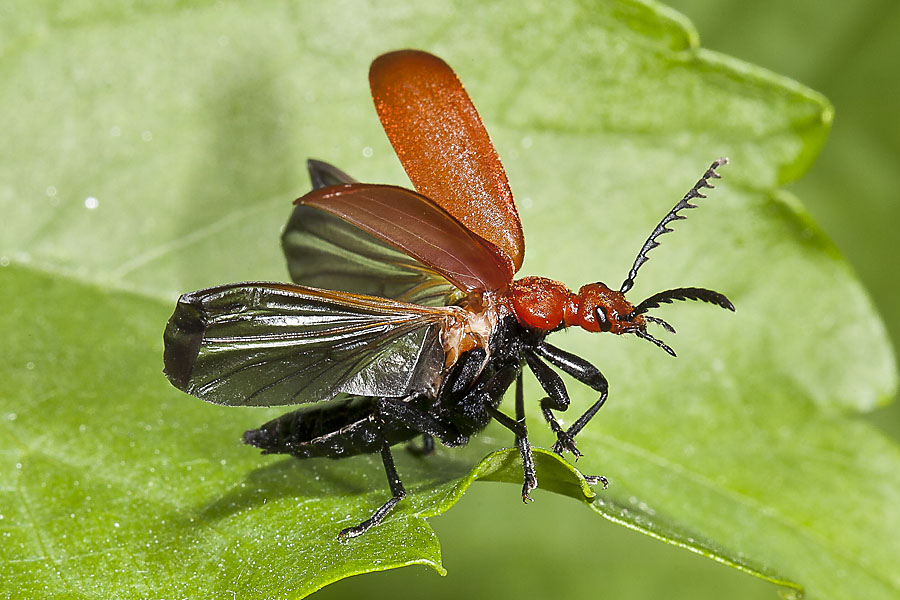 Pyrochroa serraticornis - Rotköpfiger Feuerkäfer, Käfer im Abflug