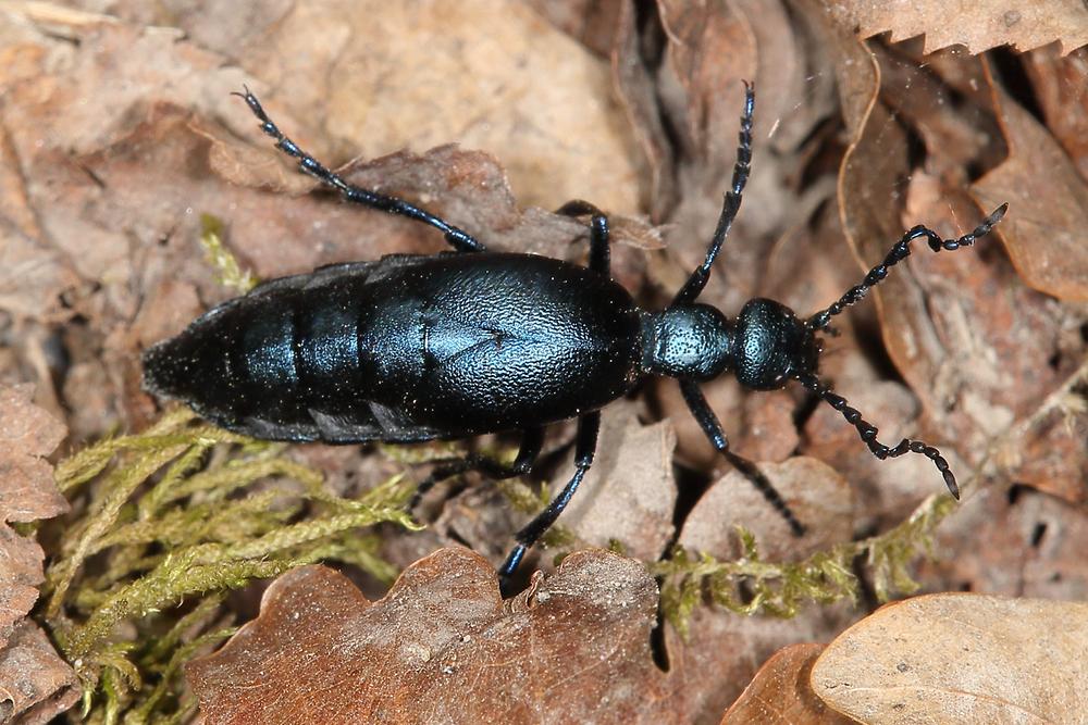 Meloe violaceus - Violetter Ölkäfer