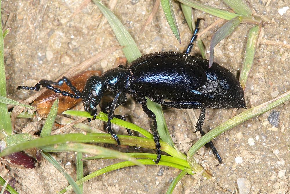 Meloe violaceus - Violetter Ölkäfer