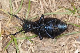 Meloe violaceus - Violetter Ölkäfer, Unterseite