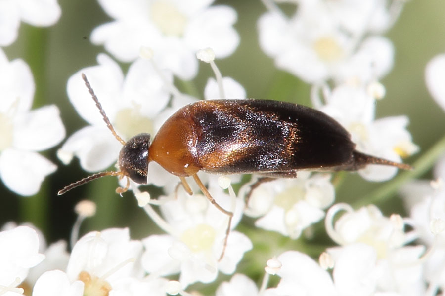 Mordelistena cf. neuwaldeggiana - kein dt. Name bekannt, Käfer auf Blüten