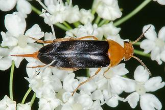 Mordellochroa milleri Emery - kein dt. Name bekannt, Käfer auf Blüten