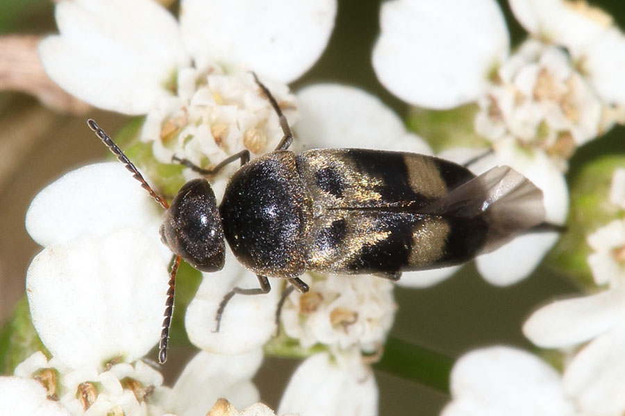 Variimorda cf. villosa - Gebänderter Stachelkäfer, Käfer auf Blüten