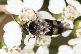Variimorda cf. villosa - Gebänderter Stachelkäfer, Käfer auf Blüten