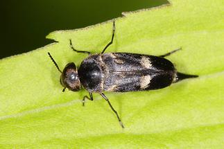 Variimorda sp. - kein dt. Name bekannt, Käfer auf Blatt