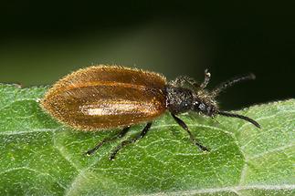 Lagria hirta cf. - Gemeiner Wollkäfer, Käfer auf Blatt (1)