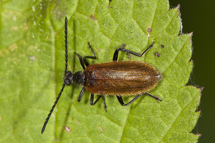 Lagria hirta cf. - Gemeiner Wollkäfer, Käfer auf Blatt