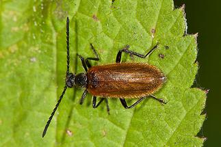 Lagria hirta cf. - Gemeiner Wollkäfer, Käfer auf Blatt (2)