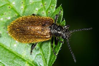 Lagria hirta cf. - Gemeiner Wollkäfer, Käfer auf Blatt (3)