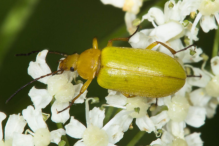 Demmerkogel - Schwefelkäfer, Käfer auf Blüten
