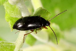 Gonodera luperus - Veränderlicher Pflanzenkäfer, Käfer auf Blatt (2)