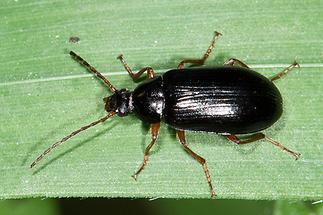 Gonodera luperus - Veränderlicher Pflanzenkäfer, Käfer auf Gras
