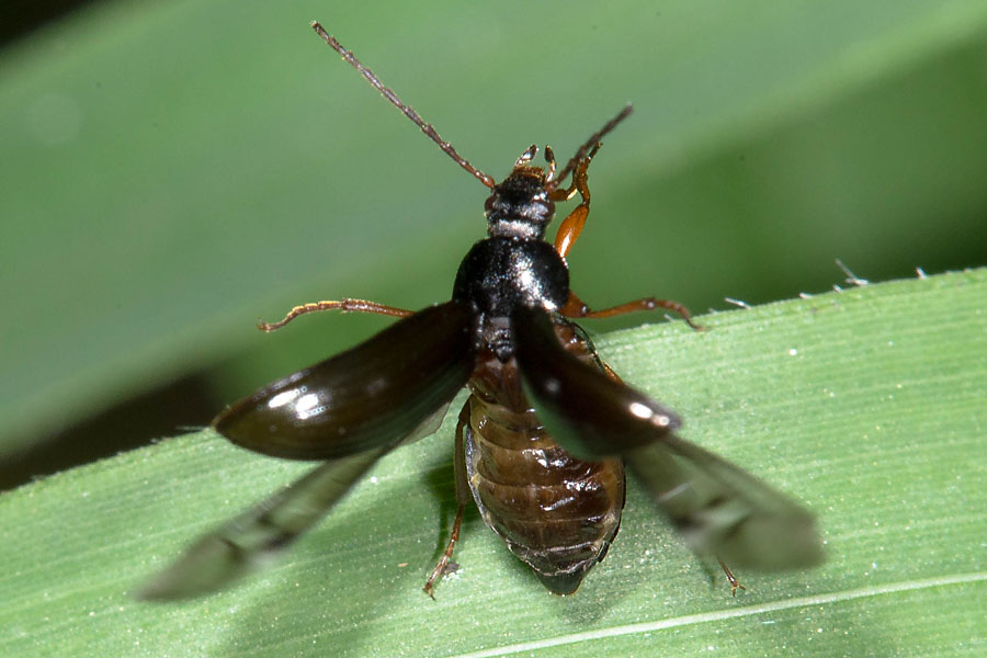 Gonodera luperus - Veränderlicher Pflanzenkäfer, Käfer beim Abflug