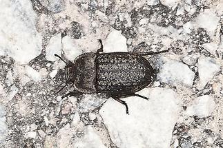 Opatrum sabulosum - Gemeiner Staubkäfer, Käfer auf Fahrweg