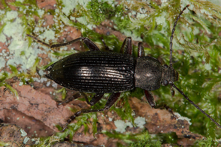 Stenomax aeneus - kein dt. Name bekannt, Käfer auf Waldboden