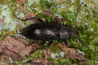 Stenomax aeneus - kein dt. Name bekannt, Käfer auf Waldboden (1)