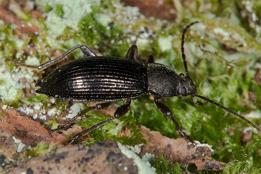 Stenomax aeneus - kein dt. Name bekannt, Käfer auf Waldboden