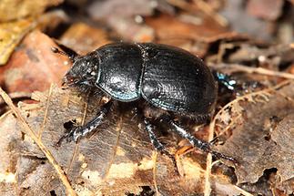 Anoplotrupes stercorosus - Waldmistkäfer, Käfer auf Waldboden