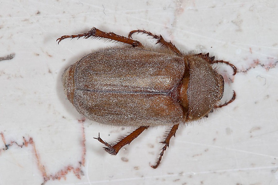 Amphimallon burmeisteri - kein dt. Name bekannt, Käfer auf Fensterbank