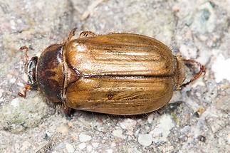 Amphimallon solstitiale - Gerippter Brachkäfer, Käfer auf Fahrweg (1)